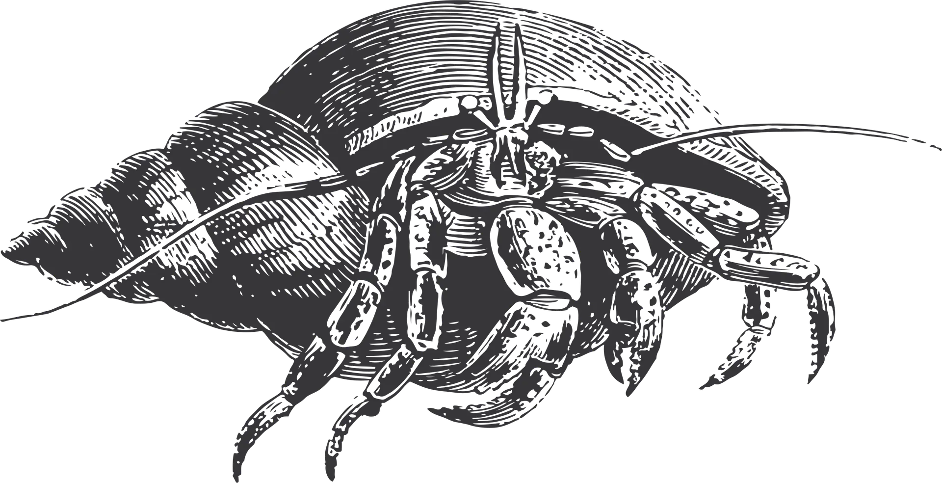 engraving of a hermit crab