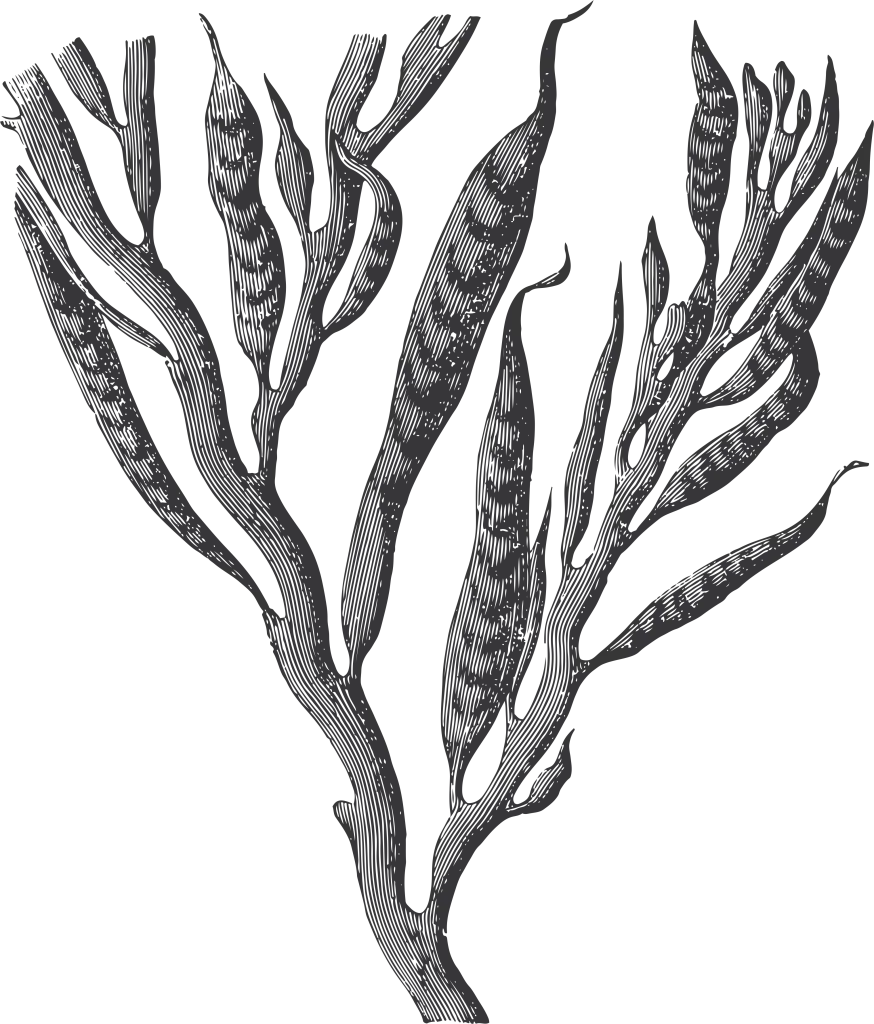 engraving of seaweed
