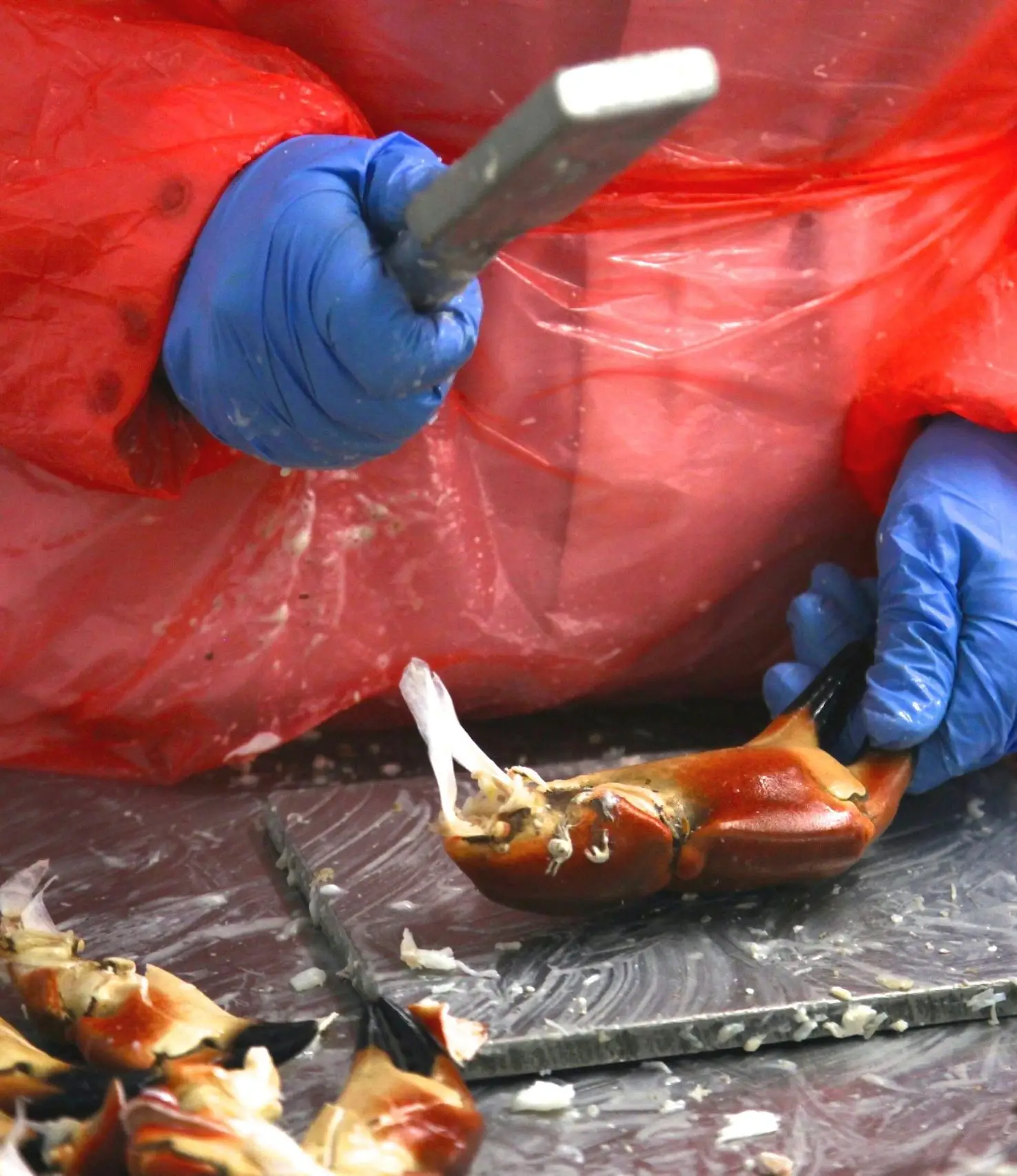 Central Sea Crab factory worker extracting meat from crab claw