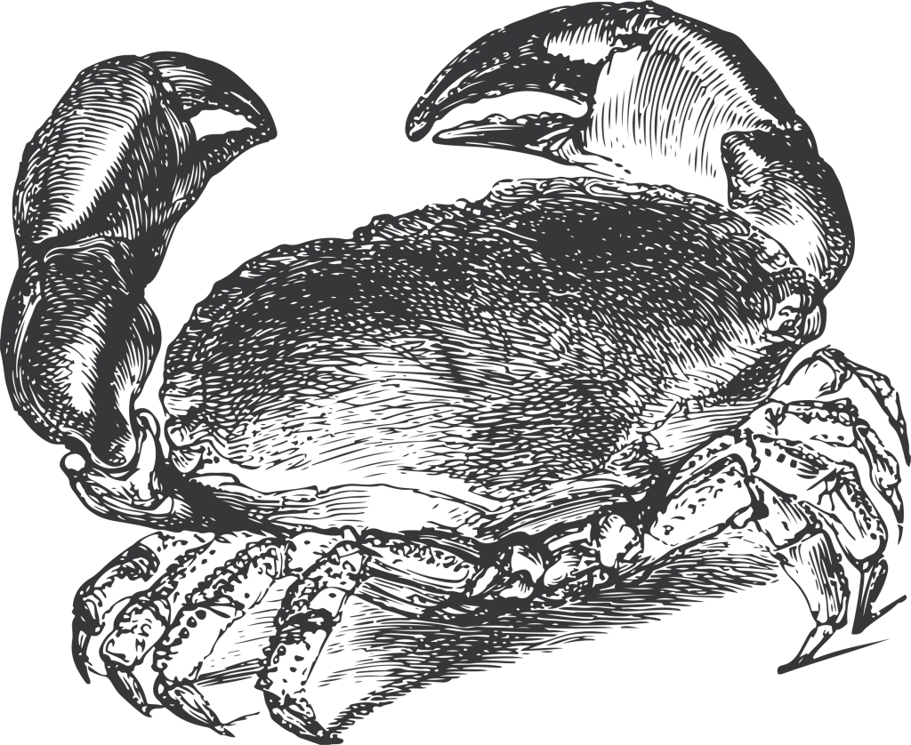engraving of a crab