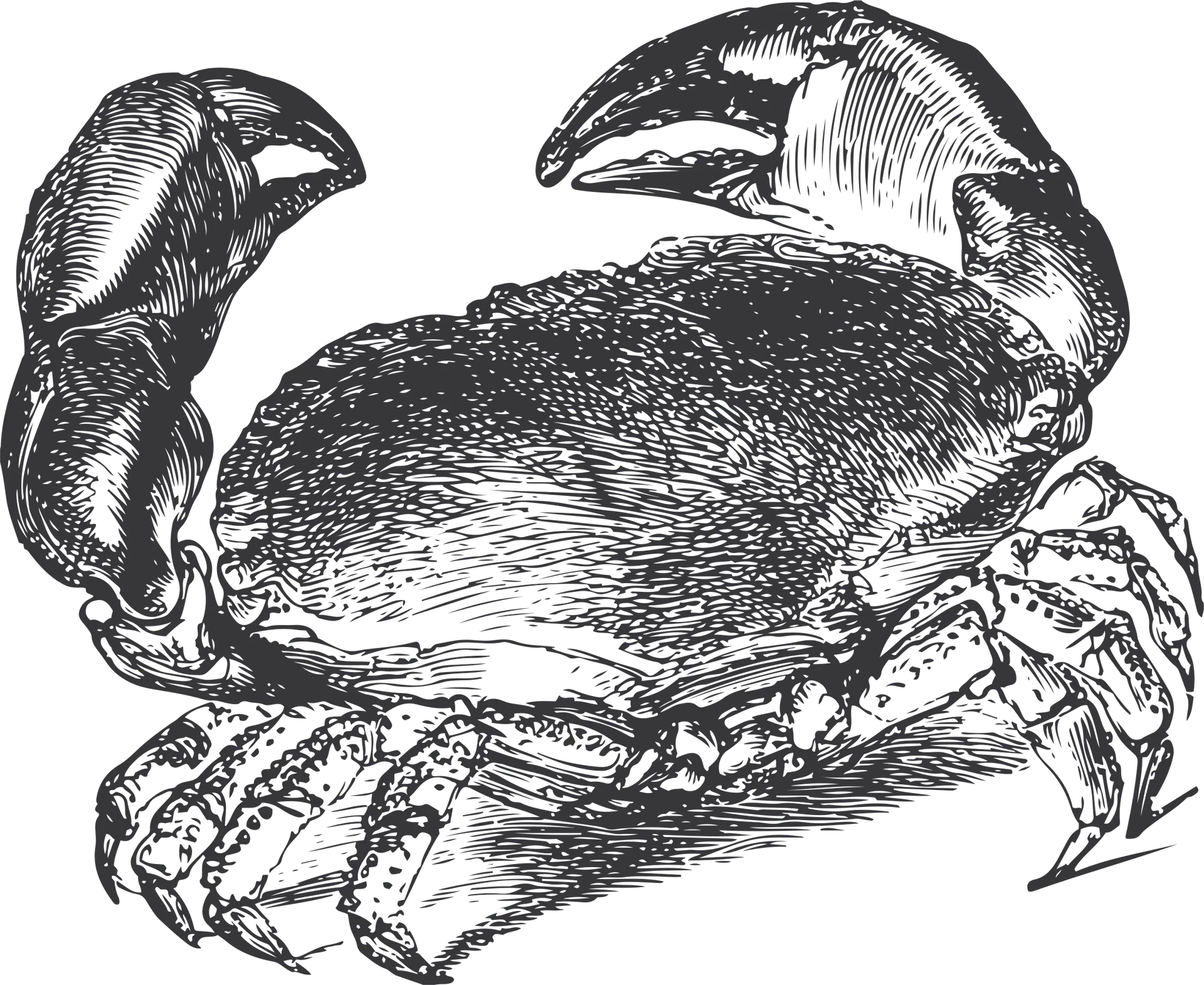 engraving of a crab