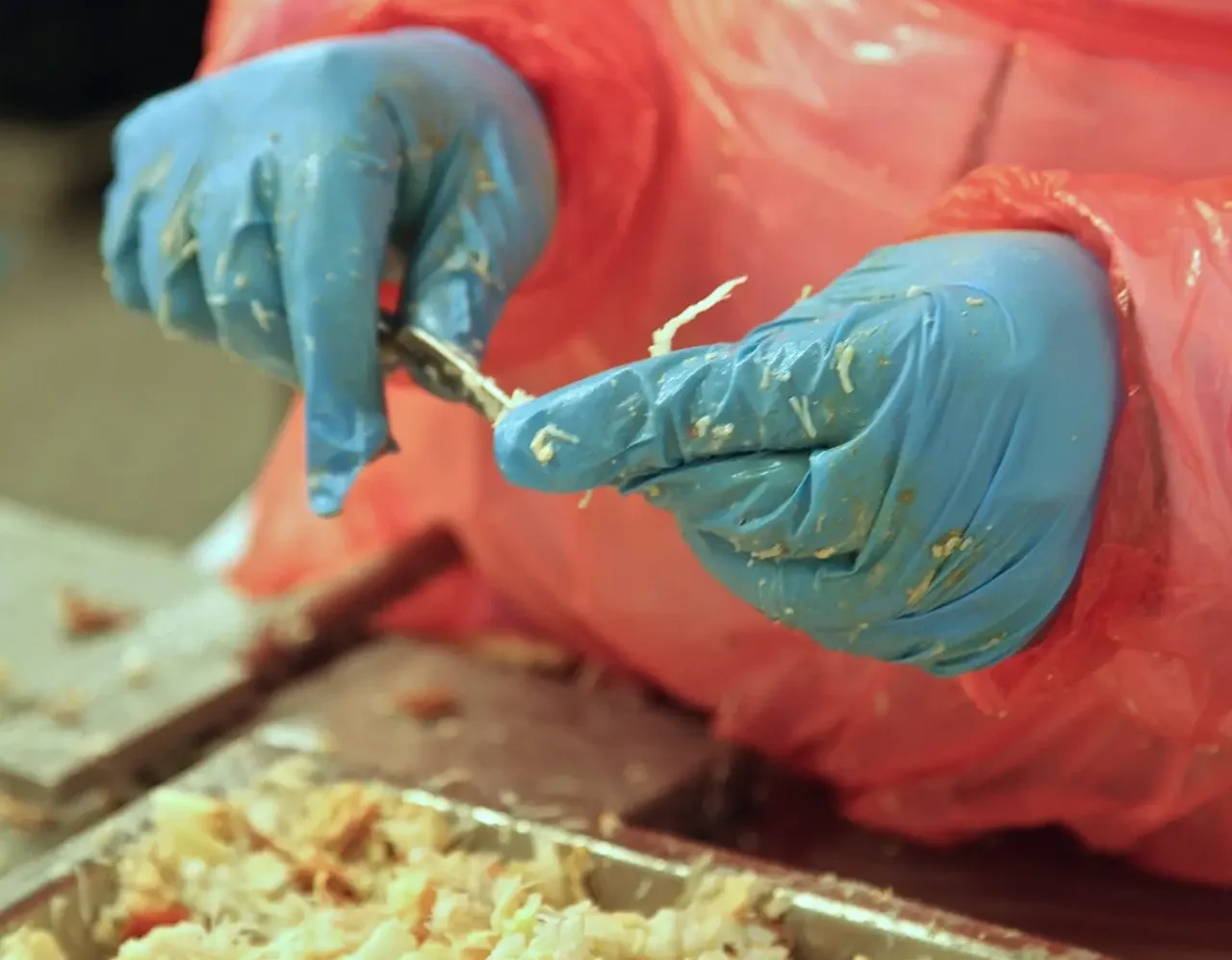 Central Sea Crab factory worker extracting meat from crab