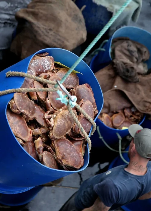 brown crabs being harvested on a fishing boat