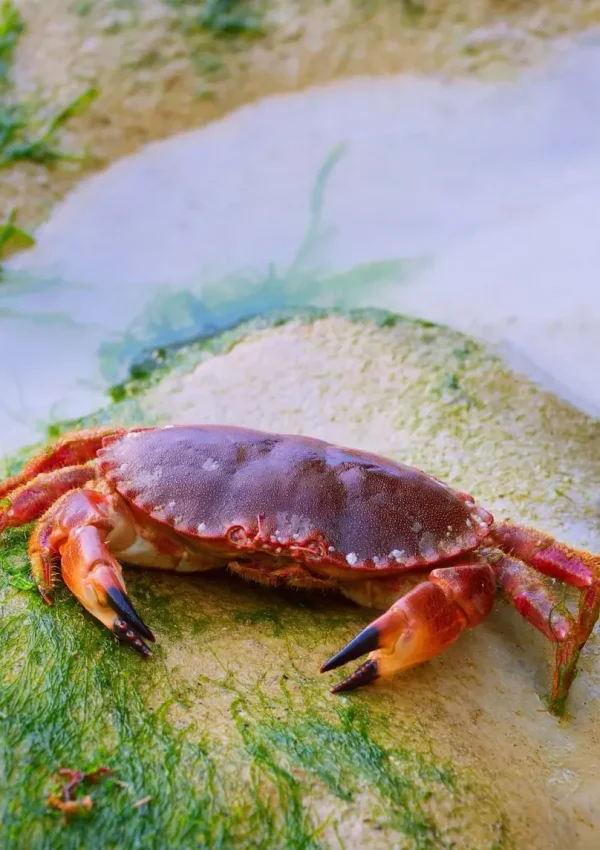 brown crab in tide pool